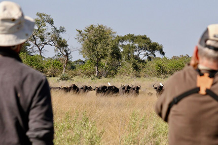 Buffaloes - On Foot Through Botswana | Botswana Safaris & Tours