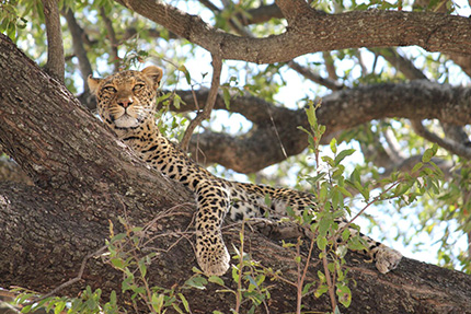 Leopard - On Foot Through Botswana | Botswana Safaris & Tours