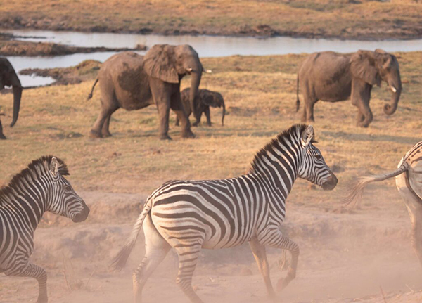 Wildlife at Linyanti Game Reserve