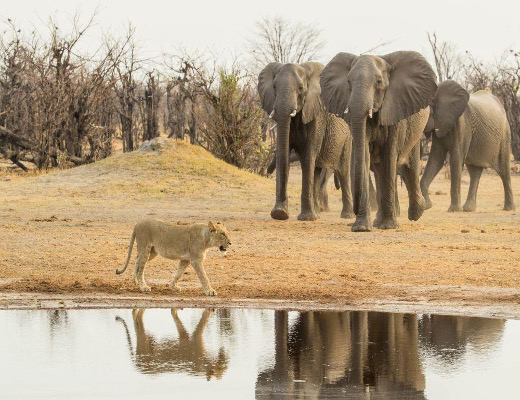 Game viewing in Savute