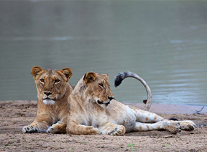 lionesses in Zakouma National Park