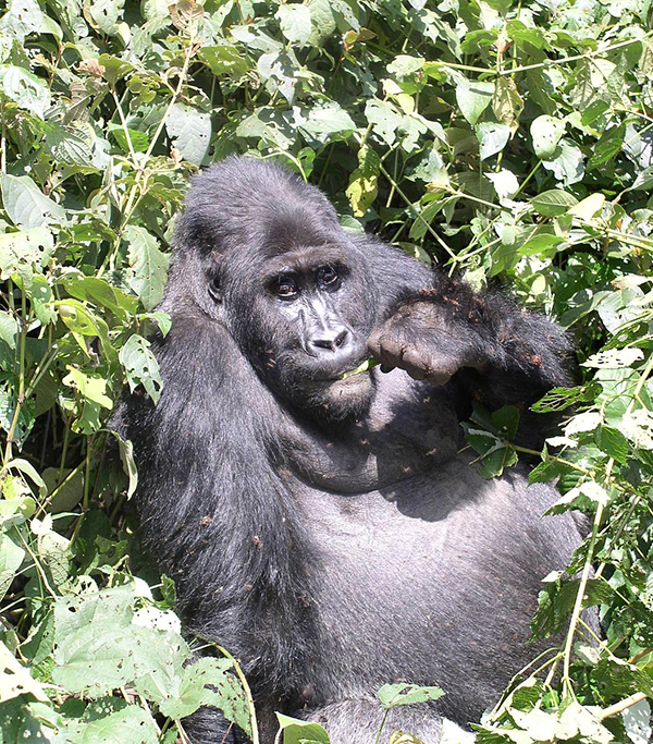An Eastern lowland gorilla in the Kahuzi-Biega National Park