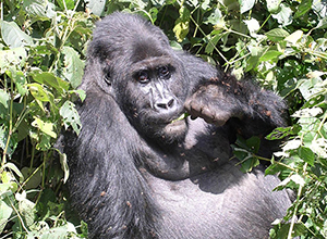 An Eastern lowland gorilla in the Kahuzi-Biega National Park