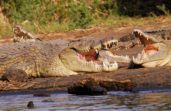 Crocodiles in Lake Chamo