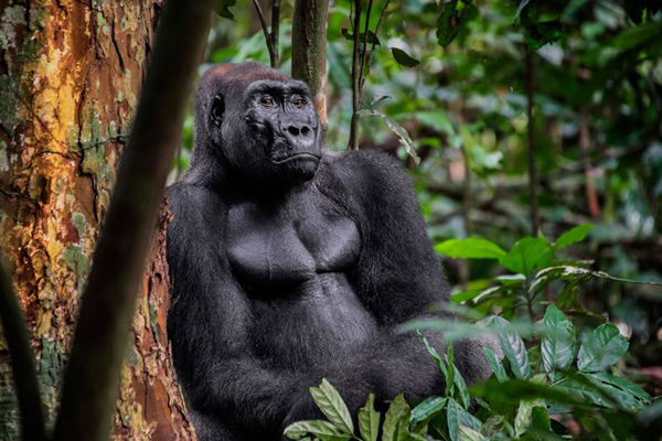 On Foot with Western Lowland Gorillas in Loango National Park