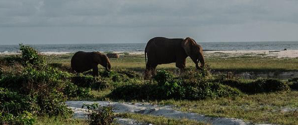 elephants on the beach