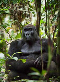 Western lowland gorilla silverback at Yatouga Research Camp, Gabon
