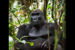 Western lowland gorilla silverback at Yatouga Research Camp, Gabon
