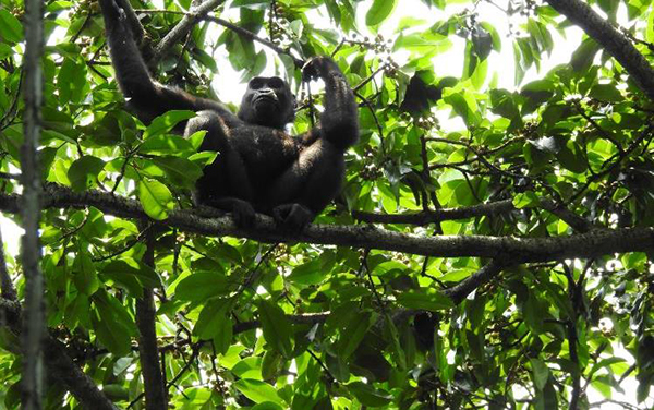 Gorilla trekking in Loango National Park