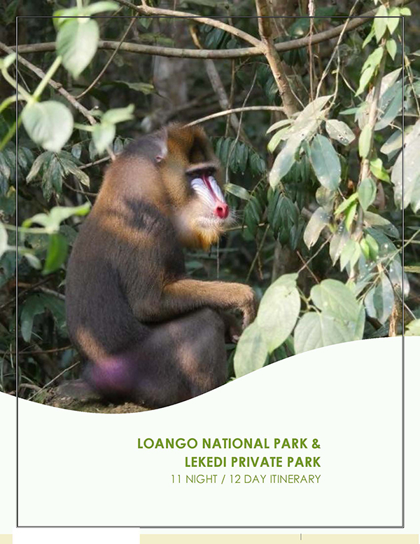 12 Day Loango National Park & Lekedi Private Park Tour