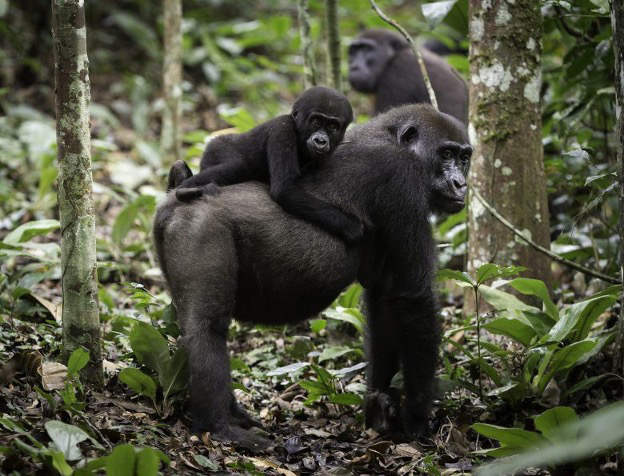 Gorillas - The Republic of Congo ~ Kamba Camps with Cindi LaRaia, September 18-28 2028 Group Trip