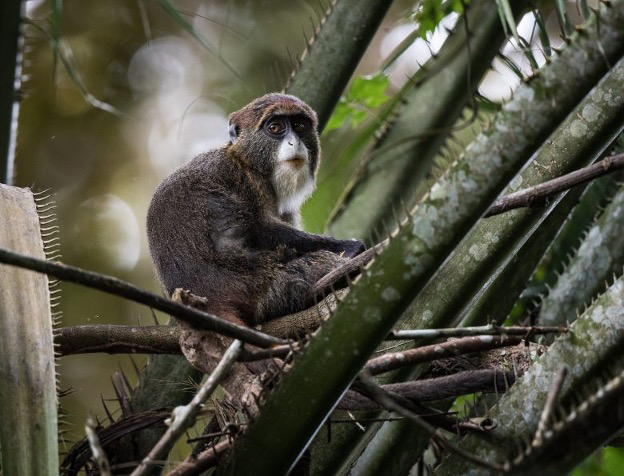 The Republic of Congo ~ Kamba Camps with Cindi LaRaia, September 18-28 2028 Group Trip