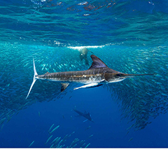 Mexico Sardine Run / Magdalena Bay - Nautilus Gallant Lady Liveaboard Diving, November 16 - 22 2026 Group Trip