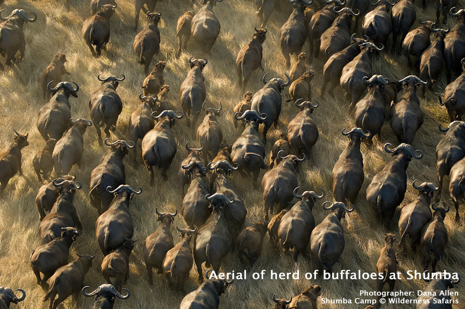 Aerial of herd of buffaloes at Shumba - Shumba Camp - Wilderness Safaris