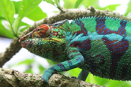 chameleon - Andasibe National Park