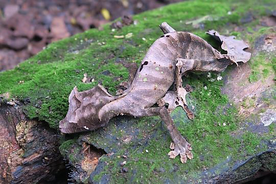 leaf-tailed gecko in Madagascar