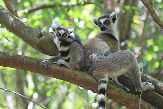 Ring-tailed lemurs in the Ifotaka North Protected Area’s Gallery Forest