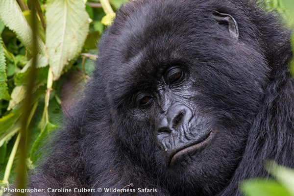 The dominant silverback - Gorilla trekking at the Parc National des Volcans