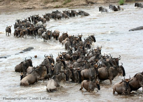 Wildebeests crossings of the Mara River - Great migration