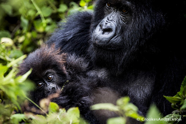 Gorillas - Mother and infant, Titus group