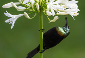 Nature and Birding Walks