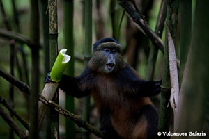 Golden monkey in Parc National des Volcans, Rwanda