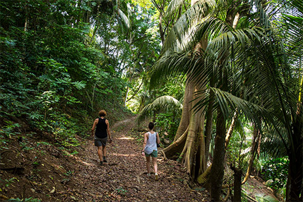 Forest walk in Príncipe