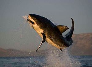 Flying Great White Sharks, Seal Island - False Bay, Cape Town, South Africa