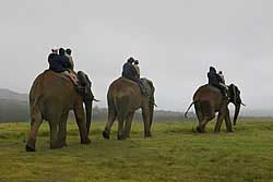 Addo Elephant Park - Eastern Cape - South Africa Safari Park