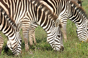 8 Night Arusha, Tarangire National Park, Karatu and Seronera - Africa Discovery