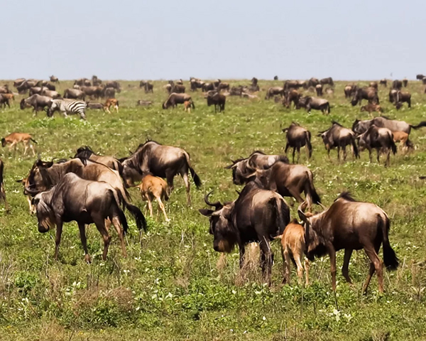 Calving Season Safari, Ngorongoro / Ndutu – Serengeti