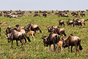 Calving Season Safari, Ngorongoro / Ndutu – Serengeti