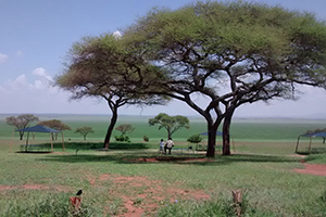 acacia tree in the savanna