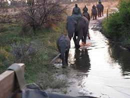 Elephant ride at Abu Camp in Botswana