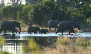 Elephants - Best of Botswana, Cape Town May 12-24 2010 Trip Report