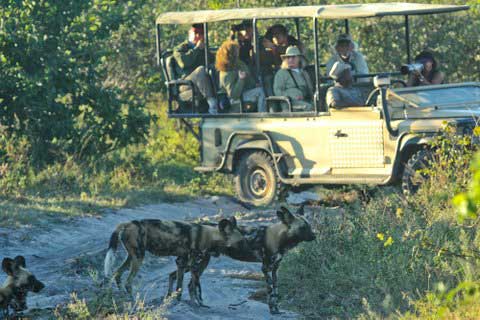 African Wild Dogs - Best of Botswana, Cape Town May 12-24 2010 Trip Report