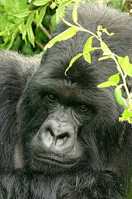 Rwanda Mountain Gorilla Trek