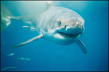 Great White Shark Cage Diving in South Africa