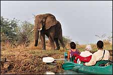 Canoeing Safari in Lower Zambezi