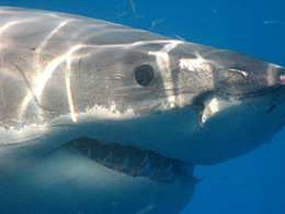 Cage Diving with Great White Sharks ~ South Africa
