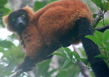 Red Ruffed Lemur - Madagascar, October 2-19 2011 Trip Report