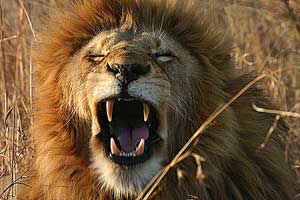 Lion seen in South Africa and Namibia Safari with Africa Discovery