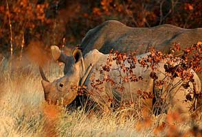 White Rhinoes in South Africa Safari
