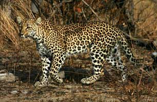 Leopard in South Africa and Namibia Safari with Africa Discovery