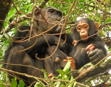 Chimps in Mahale Mountain - Nomad Tanzania Travel Agent Educational Oct 8-15 2013, Part 2 - Africa Discovery
