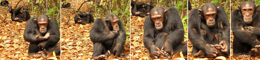 Chimps in Mahale Mountain - Nomad Tanzania Travel Agent Educational Oct 8-15 2013, Part 2 - Africa Discovery