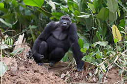 Republic of the Congo, February 2026 Trip Report