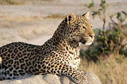 Botswana & Namibia Camp Visits, March 2019 Trip Report