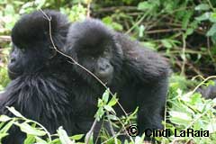 Gorillas in Rawanda Safari