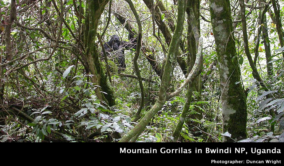 Mountain gorillas in Bwindi National Park, Uganda